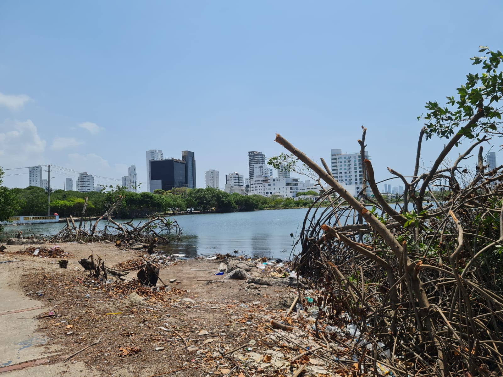 Al viernes 6 de marzo de 2026 se desconoce quién dio la orden, y por qué, de la tala de este manglar en la laguna de San Lázaro. Foto: cortesía.