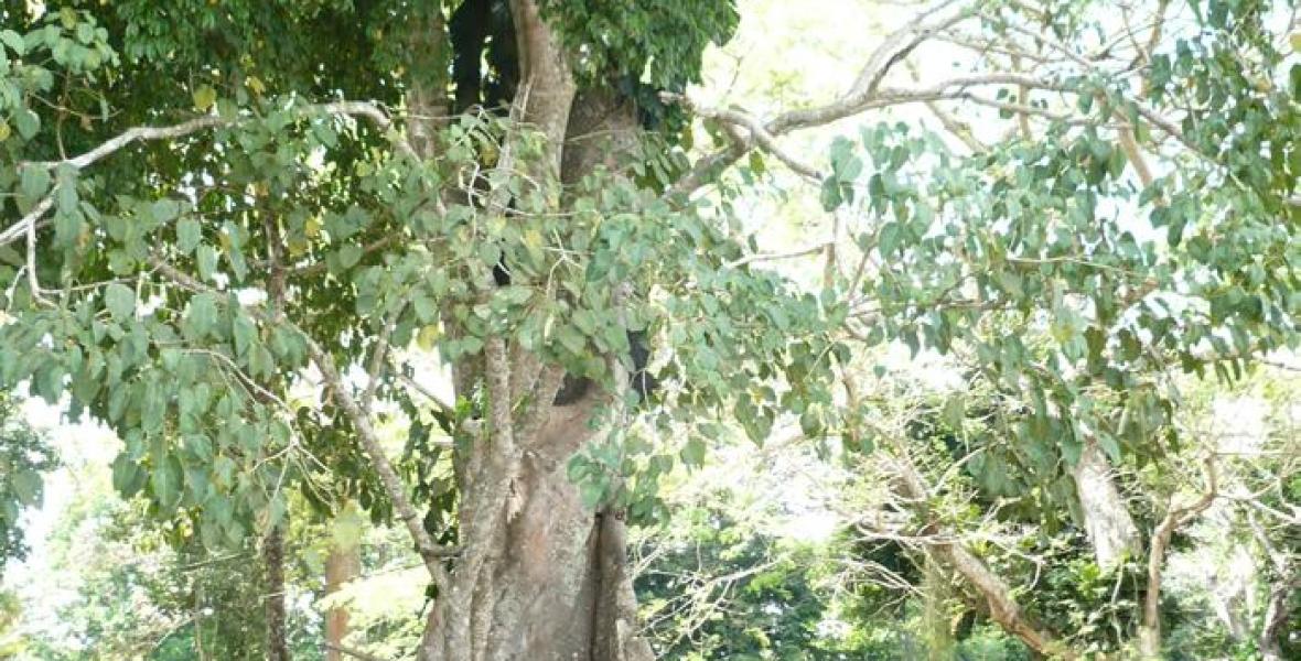 Macayepos,  corregimiento de El Carmen de Bolívar