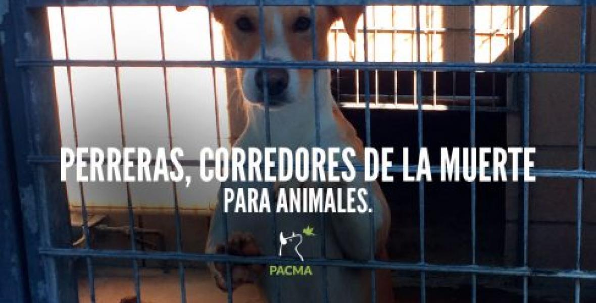 nenes asesinados