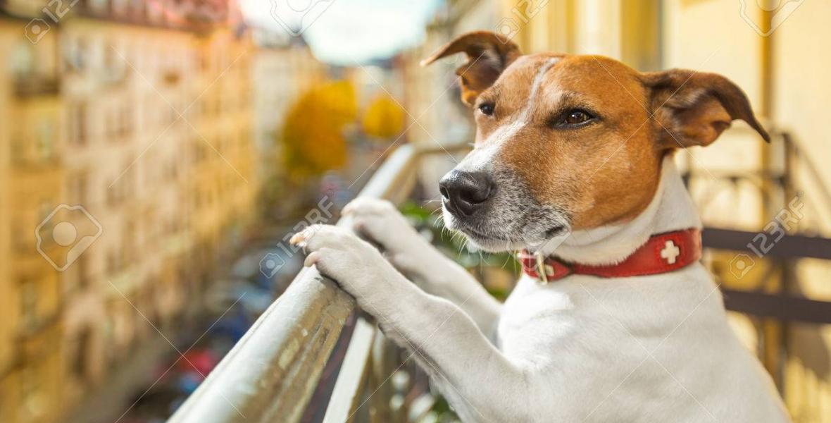 Producen una mezcla de risa, pena y compasión; que son tal vez los mismos sentimientos que despiertan los perros mimados que les ladran a las carretas desde lo alto de un balcón