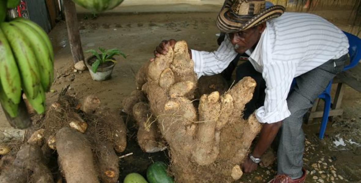 El ñame identifica la cultura de esta población